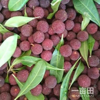 楊梅四川攀枝花市_批發_供應-一畝田農業網_專業的農產品信息商務平臺