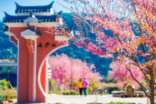 好想去攀枝花曬太陽啊 安排