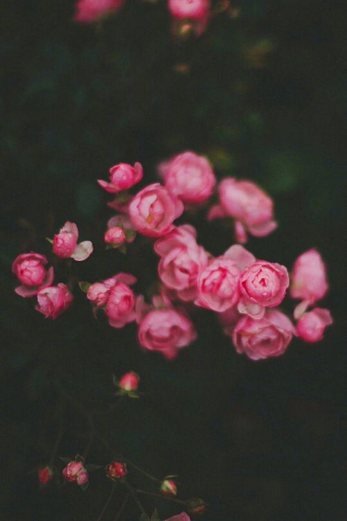 征稿 首獎5000元 星星 詩詞 攀枝花詠花詩詞征稿大賽