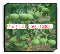 【各種花的開花時間】報價_產品_圖片_論壇_各種花的開花時間綜合描述-世界工廠網