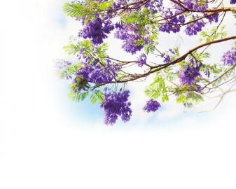 絕絕紫 淺淺藍(lán),這一回你真的楹了