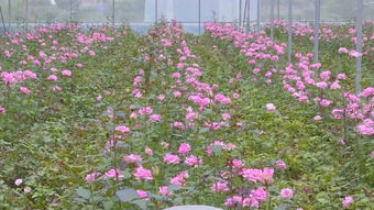 今年中秋,攀枝花最佳賞月時(shí)間是......小長假還可以去哪兒嗨 看過來