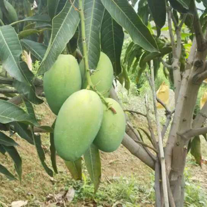 攀枝花米易椰香芒果雞蛋芒本地水果新鮮當(dāng)季10整箱5斤非凱貴特妃
