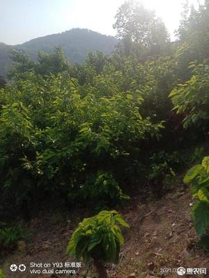 [黑桑葚黑桑葚 四川省攀枝花市鹽邊縣 價格3斤