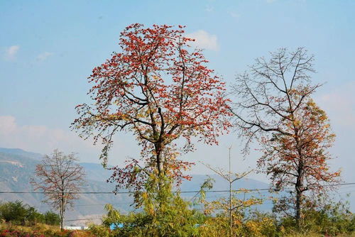 忘了他,來元江,我撿攀枝花養你.....