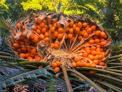 重磅】攀枝花有望打造一個&ldquo;遠古生物科普宣教基地&rdquo;!地址在這里&hellip;_攀枝花市