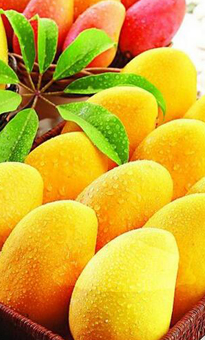 芒果批發(fā)價格_芒果采購報價_芒果產(chǎn)地供應