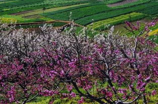 植樹節(jié)大作戰(zhàn),給攀枝花點 顏色 看看