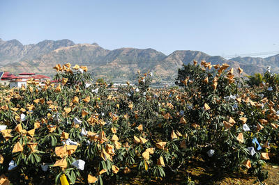 賞美景、摘枇杷、品美食,今冬來攀枝花米易,感受春天的暖陽!