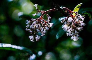 好消息 攀枝花唯一一個國家地質(zhì)公園將誕生