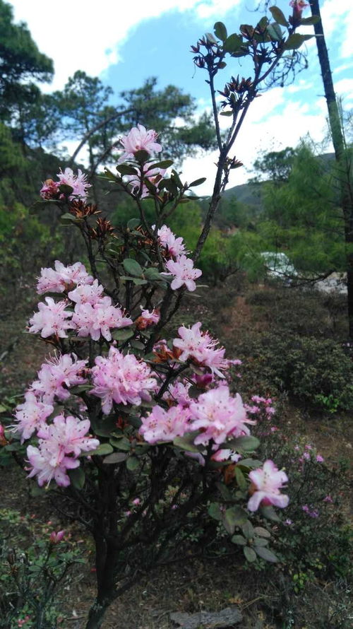 攀枝花人快看今年最新索瑪花觀賞指南 小長假你才不會白跑