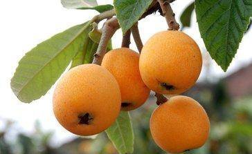 攀枝花十大著名特產，本地人都不一定全知道